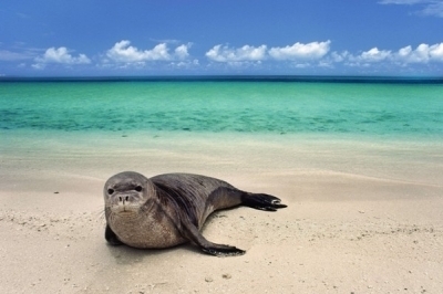 Strategy and Action Plan on Monk Seal
