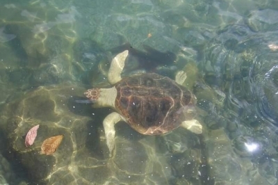 Marine Turtles project