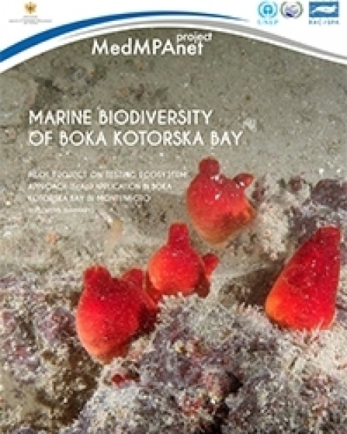 Biodiversité marine au Monténégro : test de l'application EcAp dans la baie de Boka Kotorska