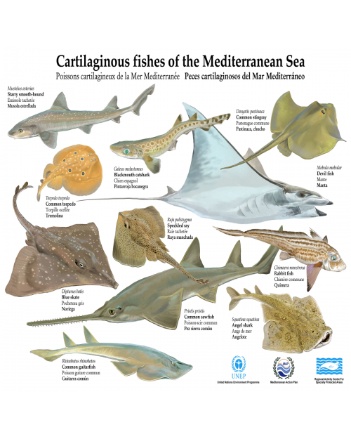 Poster II on the of Cartilaginous fishes the Mediterranean sea