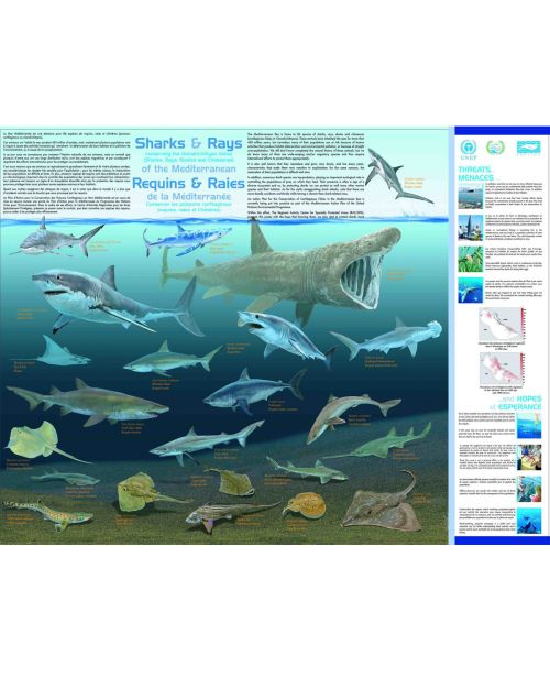 Poster on sharks and rays