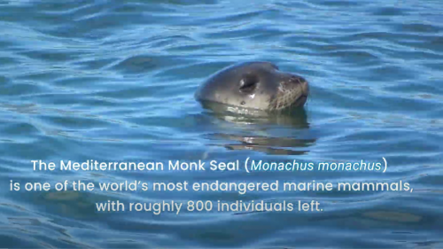 Regional training on monitoring Mediterranean Monk Seal and its habitats