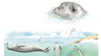Monk seal <time>(14 July 2023)</time>