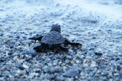 Call for consultancy on Sea Turtles conservation in the Mediterranean