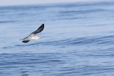 Call for consultancy for the evaluation and updating of the Mediterranean A.P. for Marine and Coastal Birds