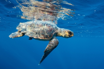 Appel à consultation pour évaluer le statut des tortues marines en Méditerranée