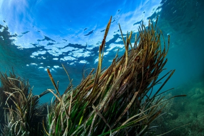 Appel à consultation pour l'évaluation de l'état de la biodiversité marine en mer Adriatique