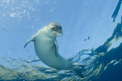 Appel à consultation pour le projet Med-Monk Seal
