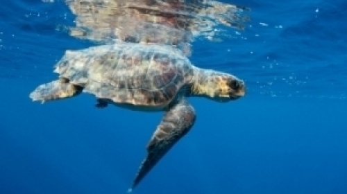 Sea Turtles