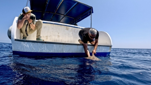Guardian Sharks