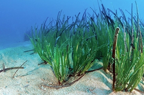 VULNERABLE HABITATS