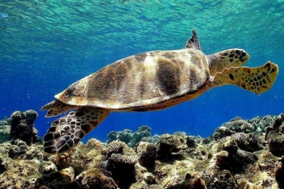 Plan d’action pour les tortues marines