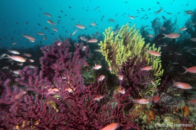 Plan d’action pour le coralligène et autres bio-concrétions calcaires