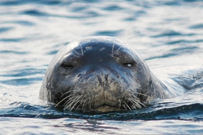 Med MonK Seal