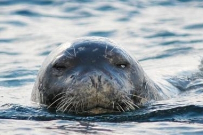 Med MonK Seal