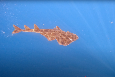 Guardian Sharks – Shedding light on the role of elasmobranchs in the Adriatic Sea