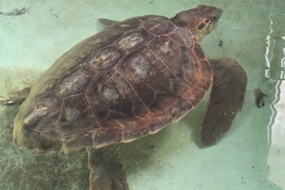 Sub-regional training on monitoring the IMAP Common Indicator 24 on the interaction between marine litter and sea turtles