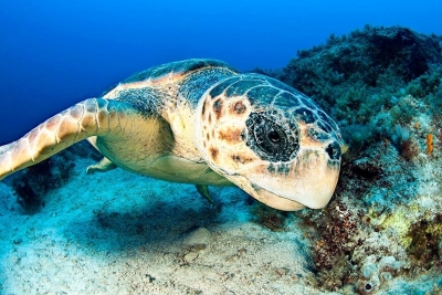 Marine Litter MED PLUS Marine Litter MED PLUS