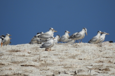 Child Project 3.1 – Management Support and Expansion of Marine Protected Areas in Libya