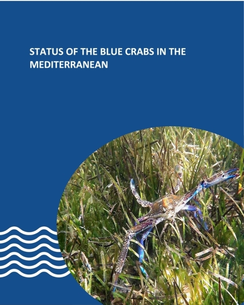 État des lieux des crabes bleus en Méditerranée