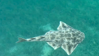 Adriatic shark <time>(05 Septembre 2025)</time>