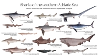 Sharklab ADRIA