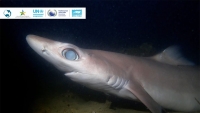 Sharklab ADRIA