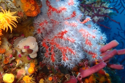 Appel à consultation pour évaluer le statut des habitats benthiques en Méditerranée