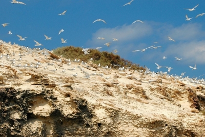 Calls for consultation for socio-economic and ecological studies of Garah Island in Sirte, Libya