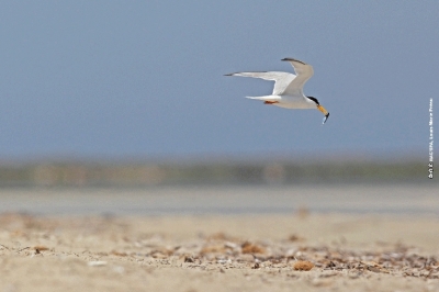 Appel à consultation pour élaborer le PAN oiseaux marins en Egypte
