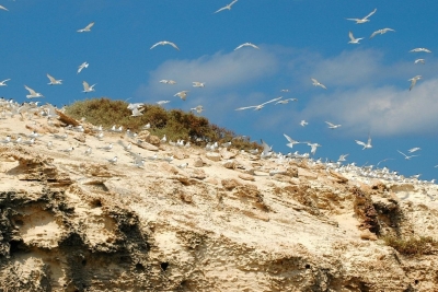 Calls for consultation for the development of an assessment of the legal and institutional framework for the establishment of Marine and Coastal Protected Areas (MCPAs) in Libya