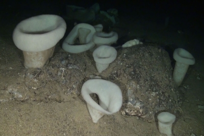 Call for Consultation: Updating the Guidelines for the Inventorying and Monitoring of Dark Habitats in the Mediterranean Sea