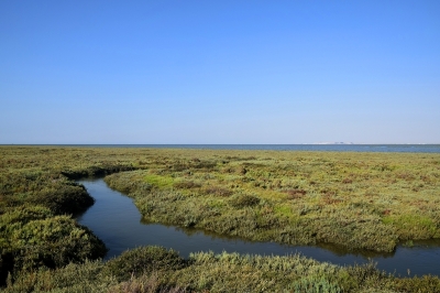 Call for consultancy for the preparation of a synthetic diagnostic assessment of the ecological status of the marine and coastal area of the Kneiss Islands in Tunisia Call for consultancy for the preparation of a synthetic diagnostic assessment of the ecological status of the marine and coastal area of the Kneiss Islands in Tunisia