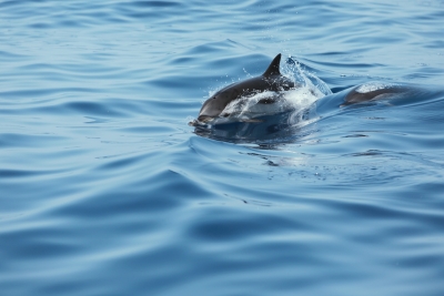 Appel à consultation : Évaluation et mise à jour du Plan d’Action National pour la conservation des mammifères marins dans les eaux méditerranéennes égyptiennes Appel à consultation : Évaluation et mise à jour du Plan d’Action National pour la conservation des mammifères marins dans les eaux méditerranéennes égyptiennes