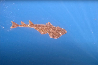 Appui à la gestion et à la coordination logistique de l’étude génétique planifiée dans le cadre du projet «Évaluation de l’état des espèces d’élasmobranches en Tunisie grâce au suivi de terrain et à l’analyse génétique»