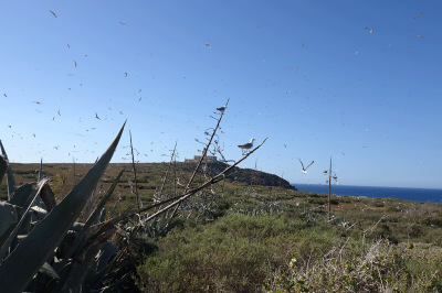 Appels à consultation : Évaluation du potentiel et des contraintes de l’économie bleue en Algérie
